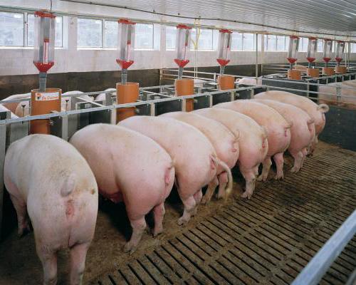piggery uganda